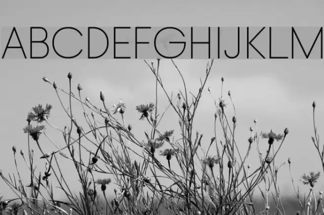 Typo Gotika Light Demo Font examples