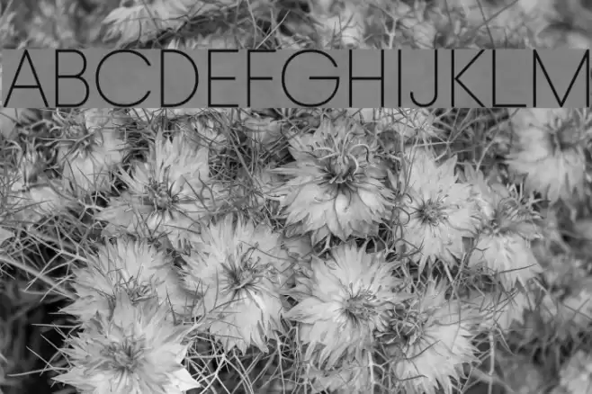 Typo Gotika Light Demo Font examples