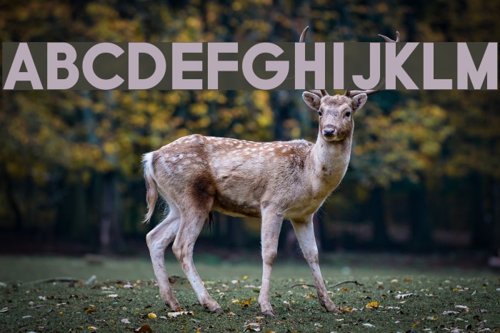 Typo Grotesk Black Font examples