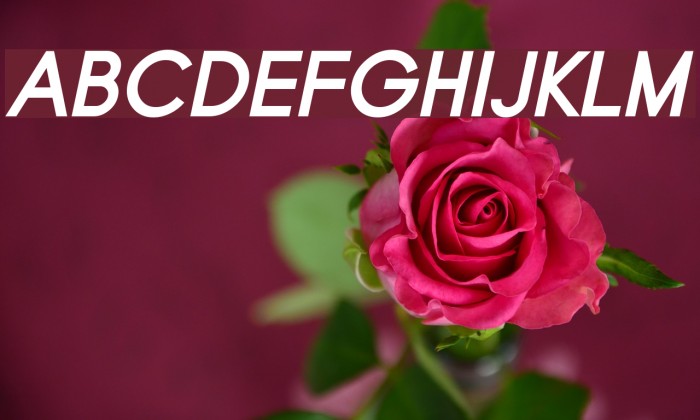 Typo Grotesk Bold Italic Font examples