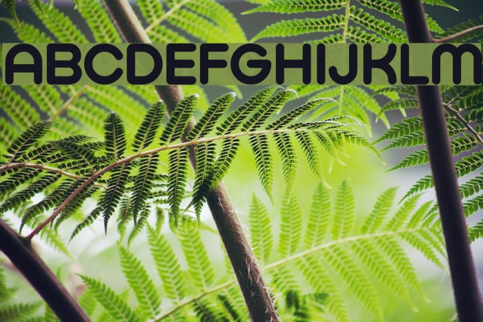 Typo Hoop Demo Bold Font examples