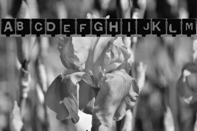 Typo Negative Schriftart examples