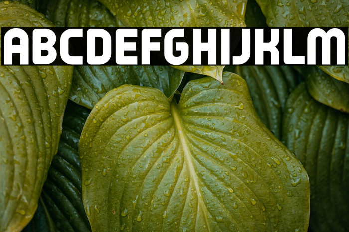 Typo Oval Black Demo Example 2