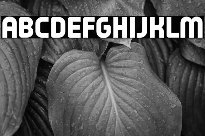 Typo Oval Black Demo Font examples