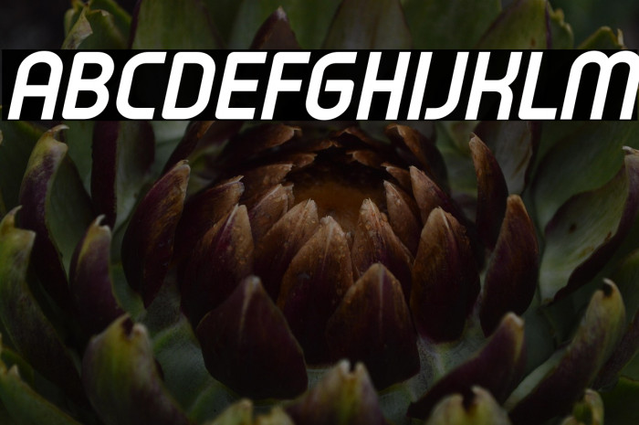 Typo Oval Demo Bold Italic Example 1