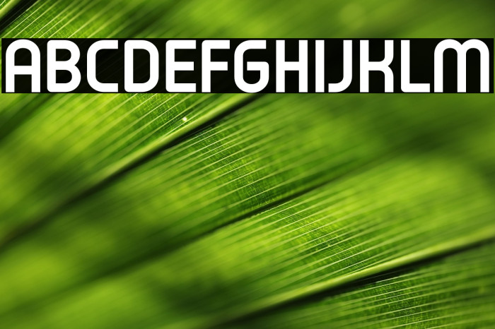 Typo Oval Demo Bold Example 3