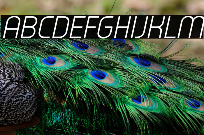 Typo Oval Light Demo Italic Example 1