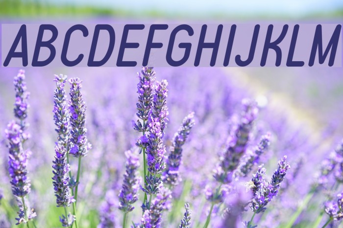 Typo Quik Demo Italic Font examples