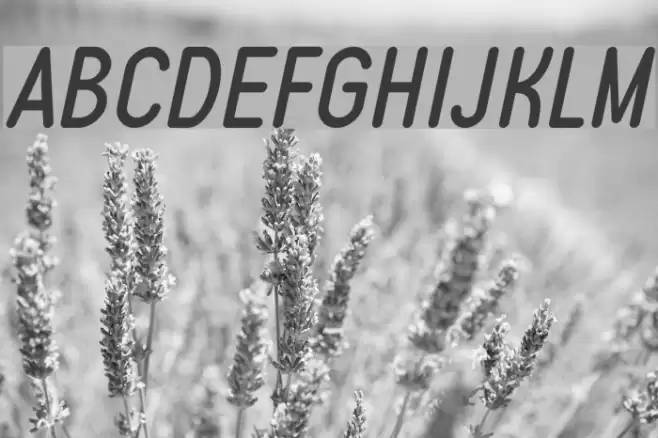 Typo Quik Demo Italic Polices examples