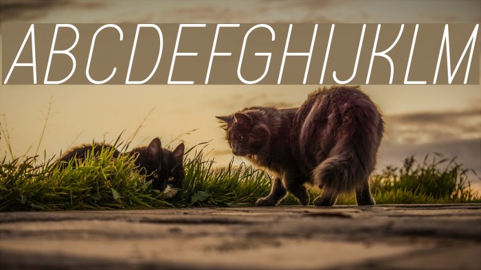Typo Quik Thin Demo Italic Font examples