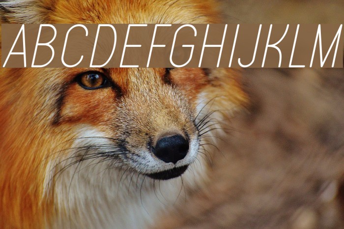 Typo Quik Thin Demo Italic Font examples