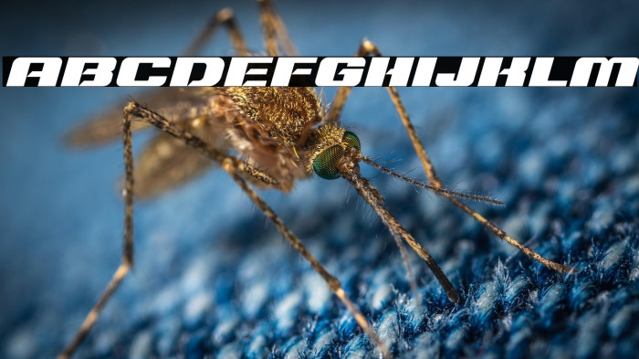 Typo Speed Black Demo Italic Example 3