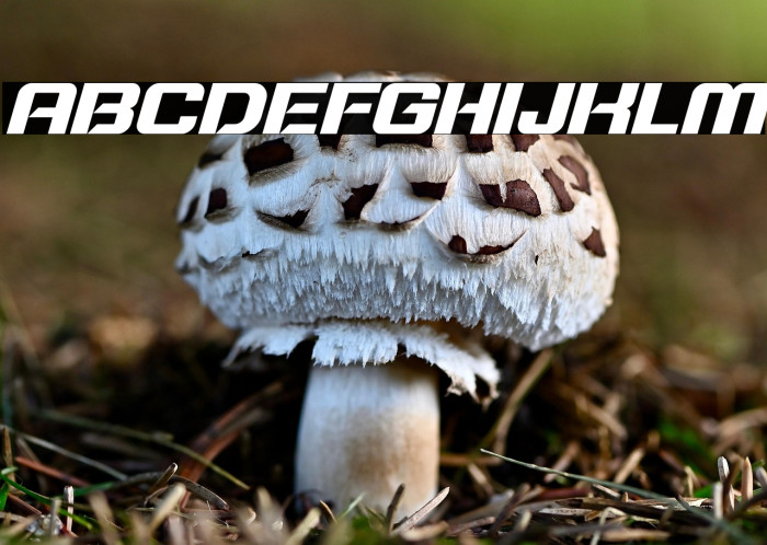 Typo Speed Bold Demo Italic Example 2