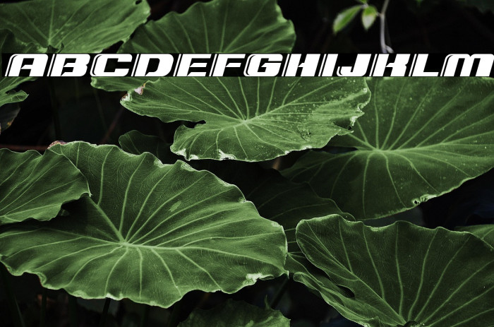 Typo Speed Shadowed Demo Example 2