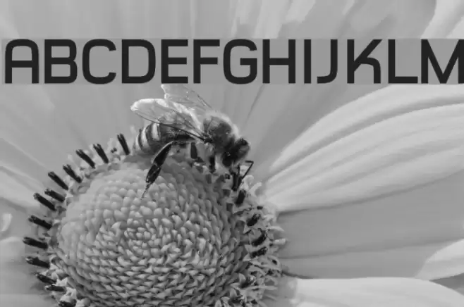 Typo Style Demo Bold Font examples