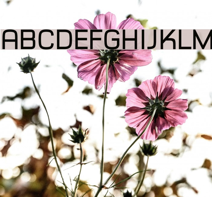 Typo Style Demo Font examples