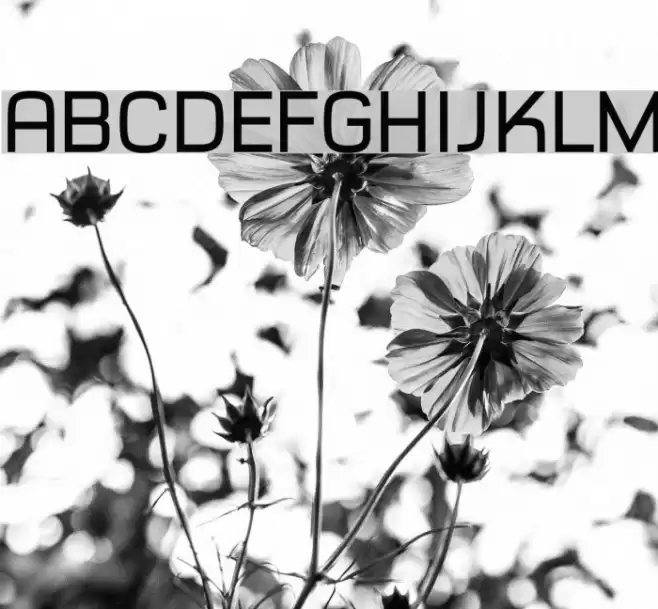 Typo Style Demo Polices examples