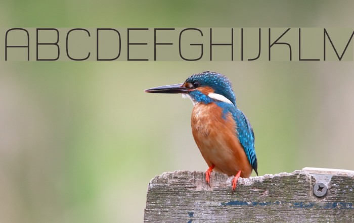 Typo Style Thin Demo Example 3