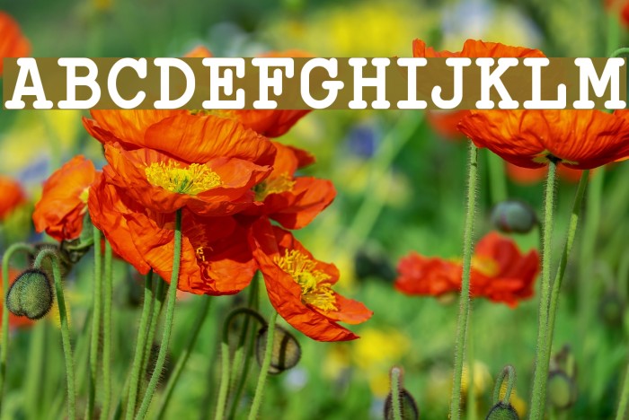 Typo Writer Demo Bold フォント examples