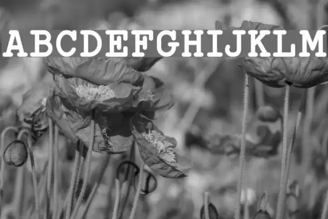 Typo Writer Demo Bold フォント examples