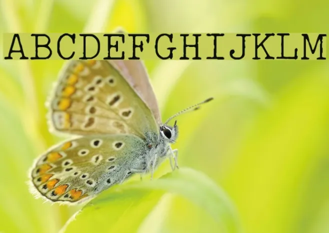 Typo Writer Distressed Demo Example 3