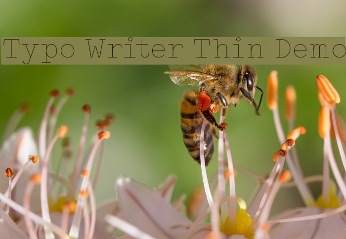 Typo Writer Thin Demo Font examples