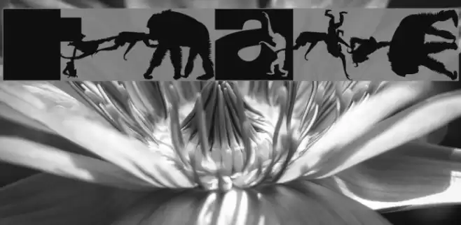 TypoApish Font examples