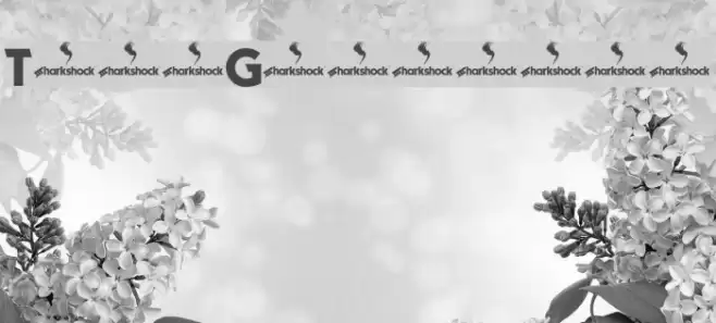 TypoGraphica Font examples