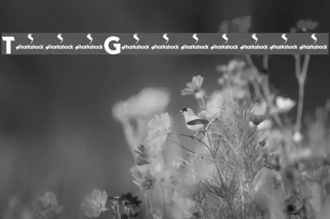 TypoGraphica Font examples