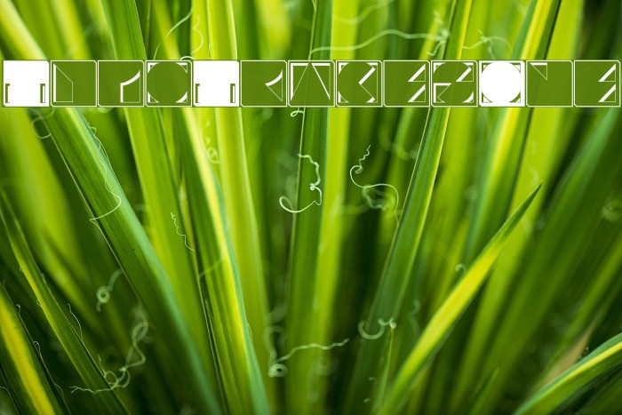 TypoTracesOne Example 3