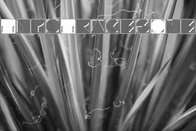 TypoTracesOne Font examples