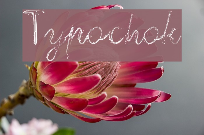 Typochok Font examples