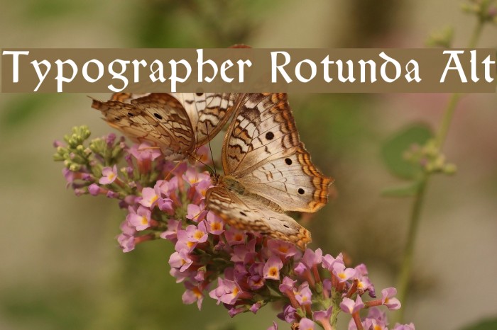 Typographer Rotunda Alt Font examples