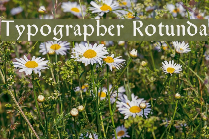 Typographer Rotunda Font examples
