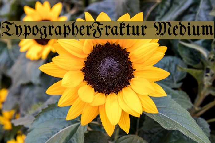 TypographerFraktur Medium Font examples