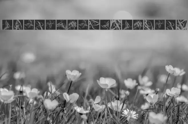 TypographicTangos Font examples