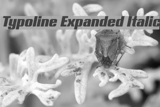 Typoline Expanded Italic Font examples