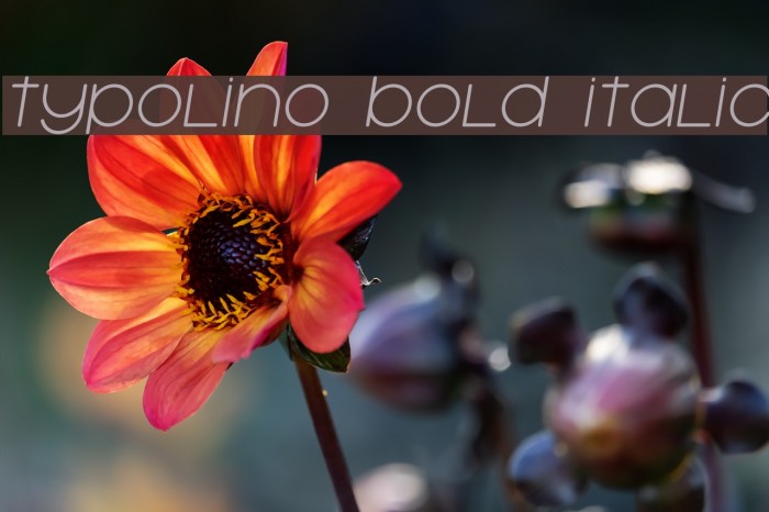 Typolino Bold Italic Font examples