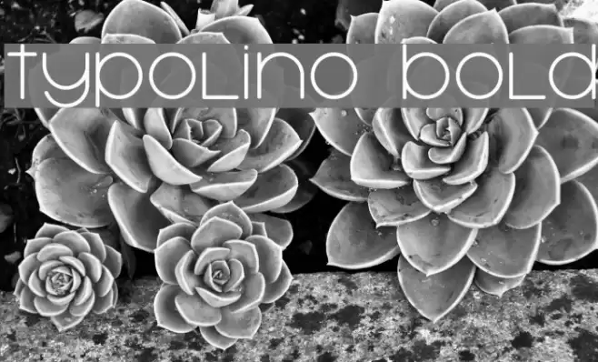 Typolino Bold Font examples