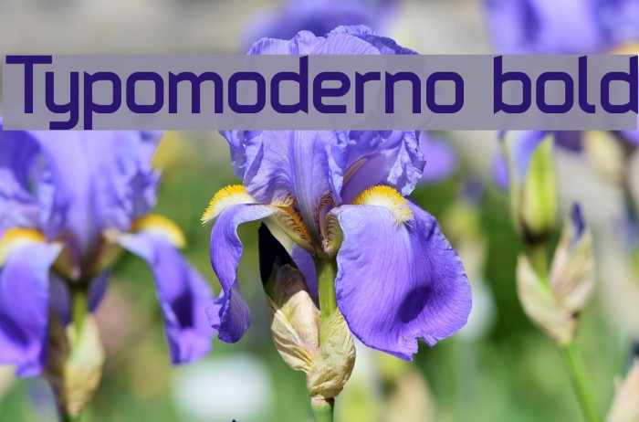 Typomoderno bold Font examples