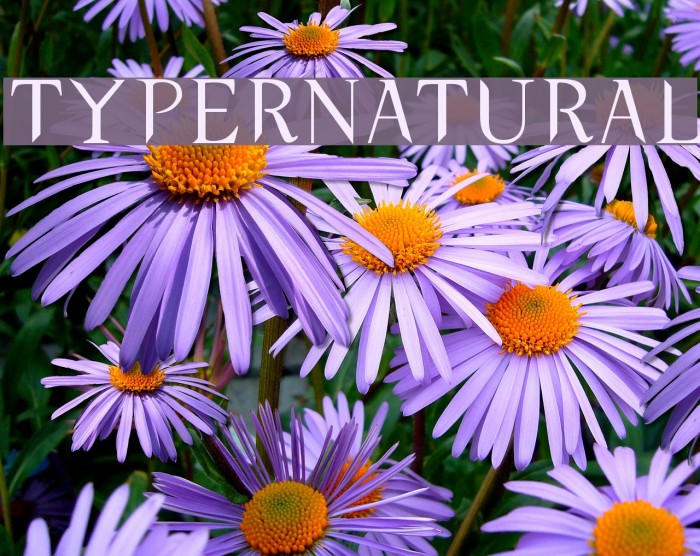 typernatural Font examples