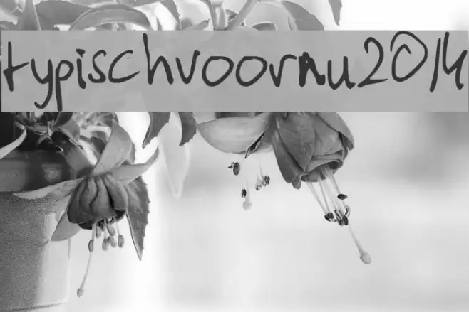 typischvoornu2014 Font examples