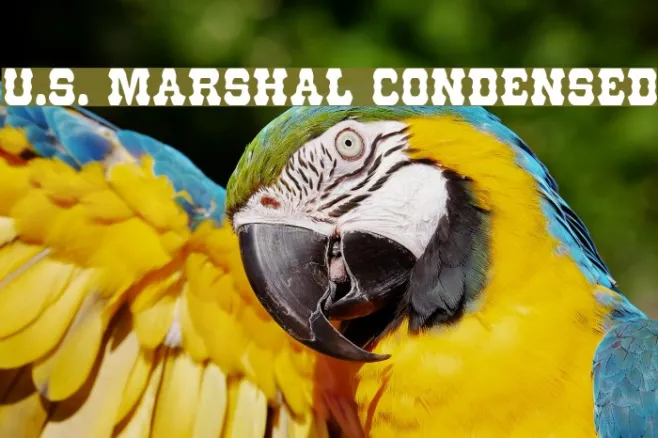 U.S. Marshal Condensed Example 1