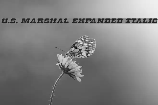 U.S. Marshal Expanded Italic Schriftart examples