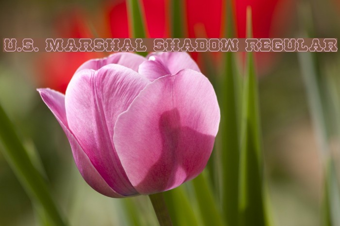 U.S. Marshal Shadow Regular Font examples