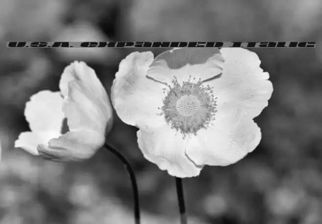 U.S.A. Expanded Italic Font examples