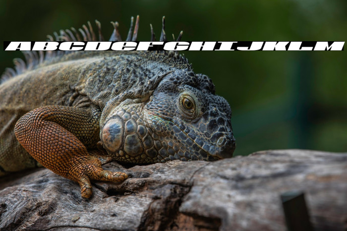 U.S.A. Italic Example 1