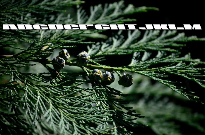 U.S.A. Leftalic Example 3