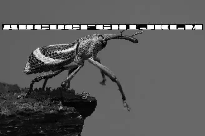 U.S.A. Font examples