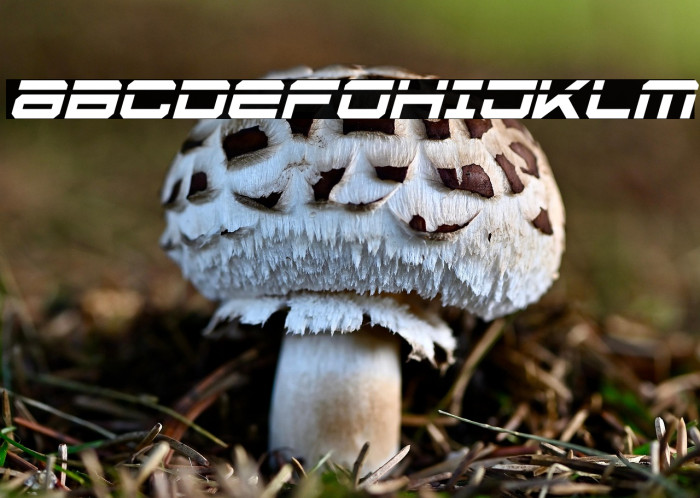 U.S.S. Dallas Laser Italic Example 2